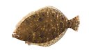 Southern Flounder fish