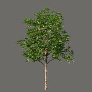 3D XfrogPlants Black Ironwood - Krugiodendron Ferreum model
