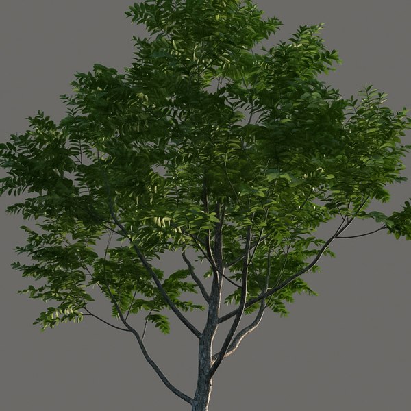 modelo 3d XfrogPlants Black Ironwood - Krugiodendron Ferreum ...