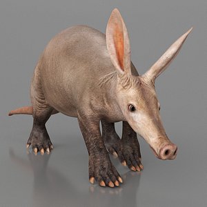 3D Orycteropus Afer Walking Animated Rigged for Maya model