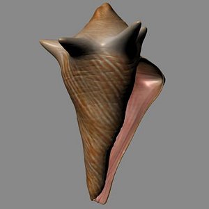 conch shell 3d obj