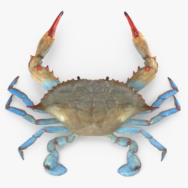 3d model atlantic blue crab