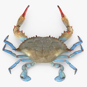Atlantic Blue Crab