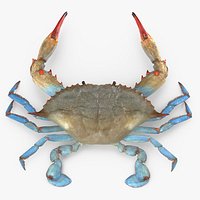 Atlantic Blue Crab