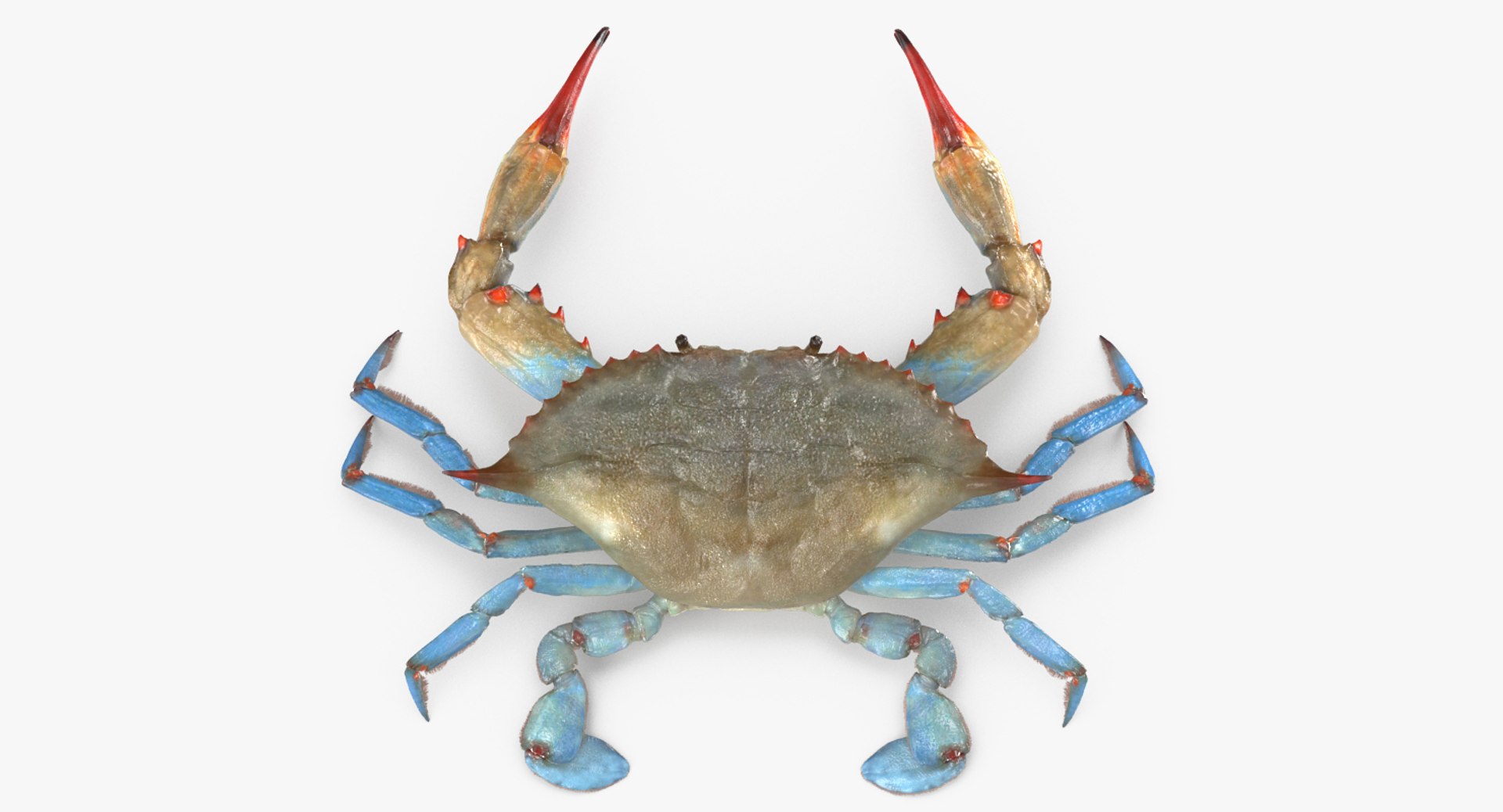 Atlantic Blue Crab 3D model preview