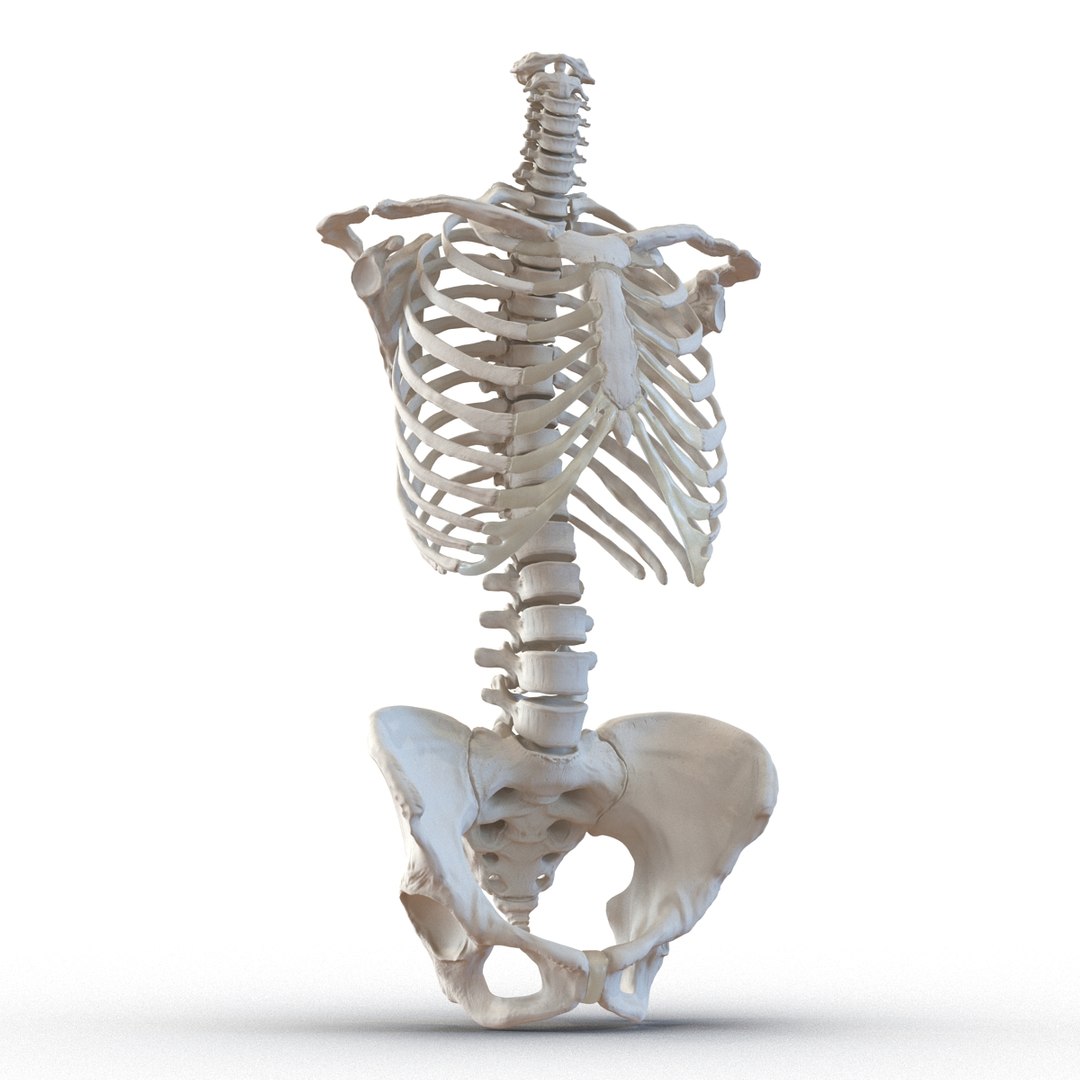 female torso skeleton 3d obj