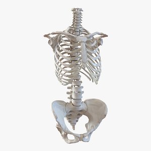female torso skeleton 3d obj