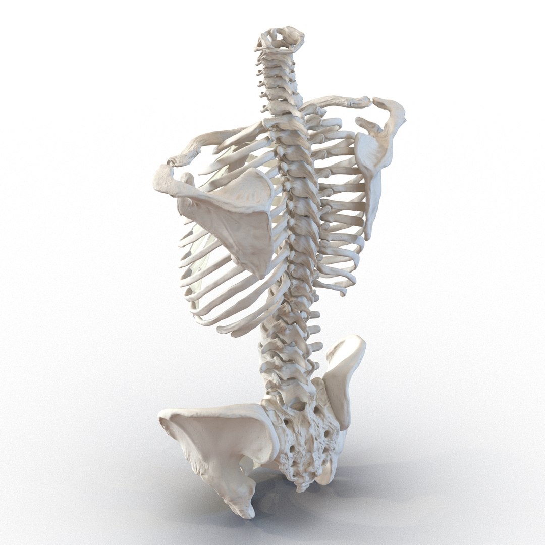 female torso skeleton 3d obj