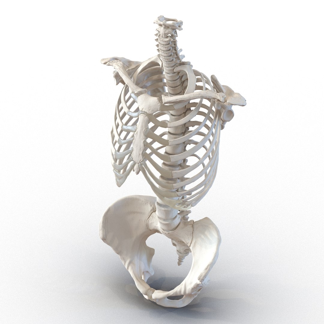 female torso skeleton 3d obj