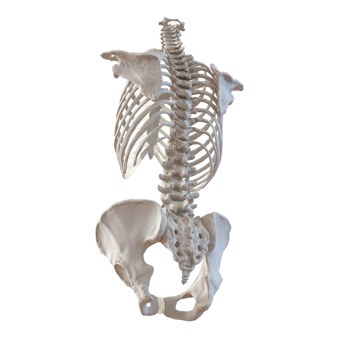 female torso skeleton 3d obj