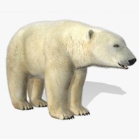 Polar Bear Animated