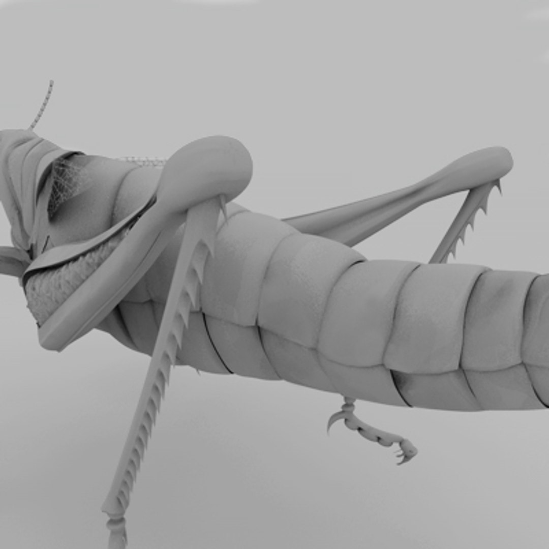 3d model of grass hopper https://p.turbosquid.com/ts-thumb/rH/adu7v8/4JqFX4fQ/hopper3_2/jpg/1423670172/1920x1080/fit_q87/4c4504c710d2cbb764cc510d854bdf64cfb006fe/hopper3_2.jpg