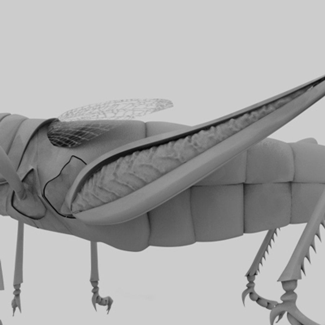 3d model of grass hopper https://p.turbosquid.com/ts-thumb/rH/adu7v8/79kEMJwc/hopper7_3/jpg/1423670173/1920x1080/fit_q87/d27d7eb8822fe9ab6df87149a34f35101cf2000f/hopper7_3.jpg