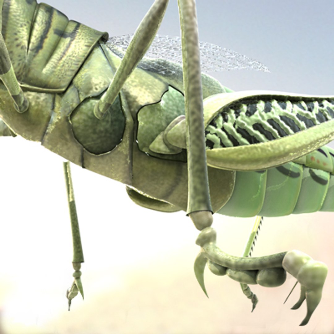 3d model of grass hopper https://p.turbosquid.com/ts-thumb/rH/adu7v8/A3JlsCWJ/hopper9_1/jpg/1423670173/1920x1080/fit_q87/8cbf0f1020ee1fb7b5d036061883865395925968/hopper9_1.jpg