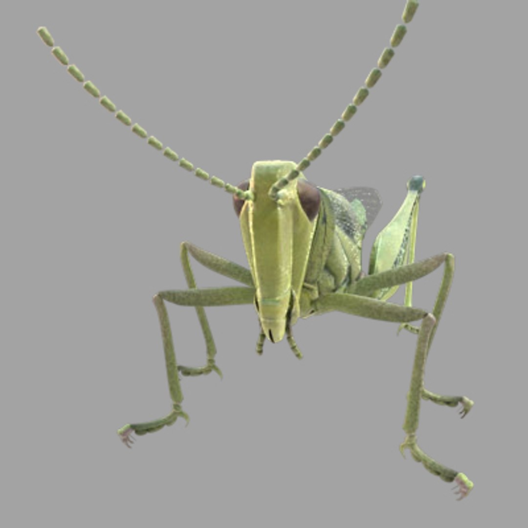 3d model of grass hopper https://p.turbosquid.com/ts-thumb/rH/adu7v8/ASD3ikRR/ihopper10/jpg/1423670173/1920x1080/fit_q87/09abfc53af5899c9e8071c42d7a0092eb60ca0a7/ihopper10.jpg