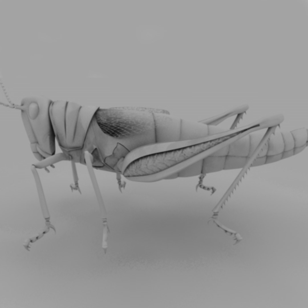 3d model of grass hopper https://p.turbosquid.com/ts-thumb/rH/adu7v8/C1H2JQam/hopper8_2/jpg/1423670173/1920x1080/fit_q87/7e6e833aa96806375032548b759752d121a2a210/hopper8_2.jpg