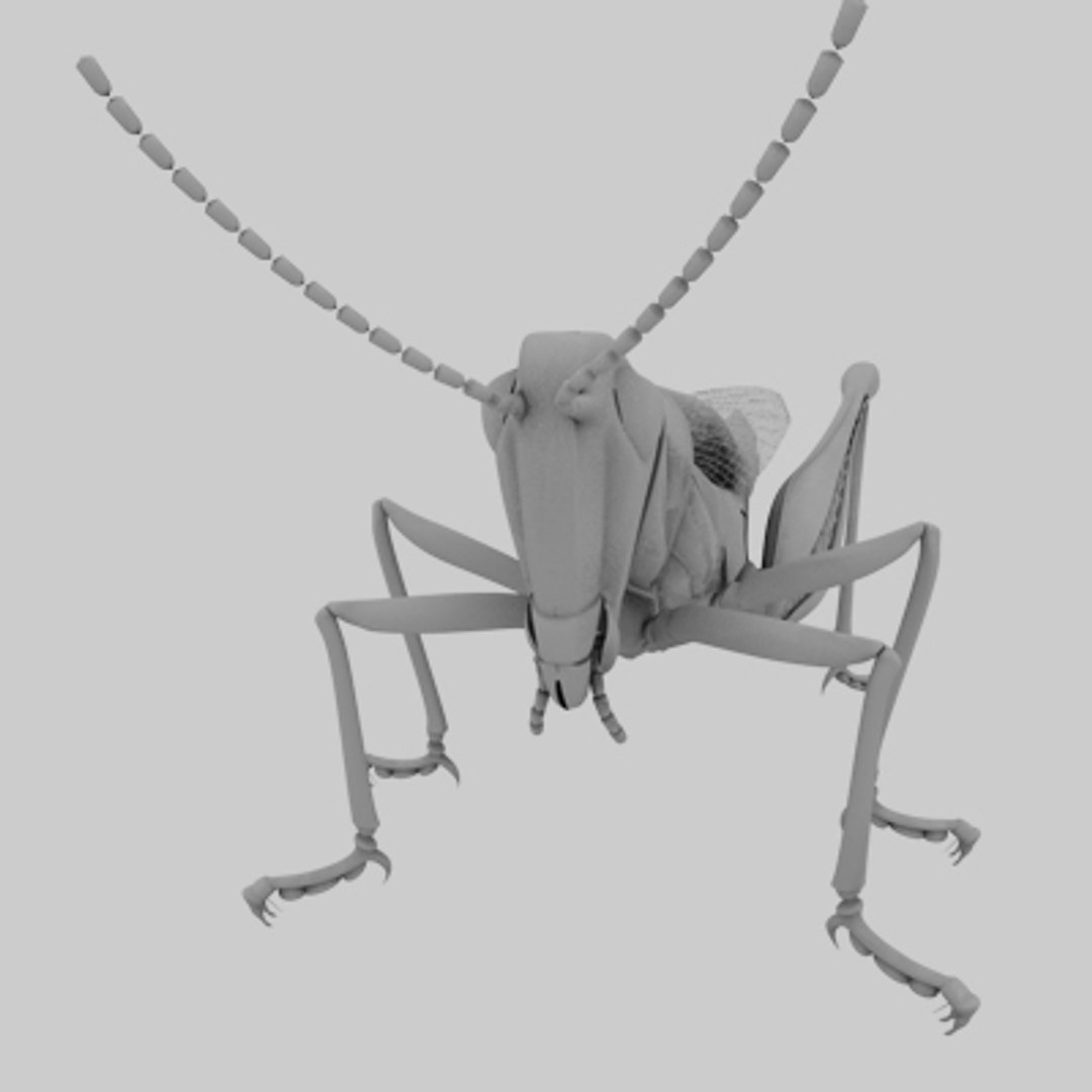 3d model of grass hopper https://p.turbosquid.com/ts-thumb/rH/adu7v8/Du6KeMAA/ihopper10_2/jpg/1423670173/1920x1080/fit_q87/b8d37ae5a9e8c16c2f497c523ff43444e4be929d/ihopper10_2.jpg