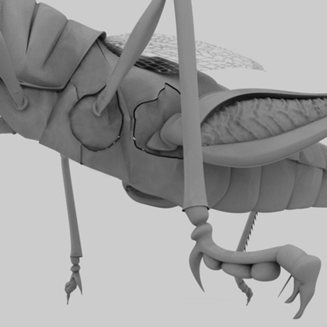 3d model of grass hopper https://p.turbosquid.com/ts-thumb/rH/adu7v8/ENP4ZFIM/hopper9/jpg/1423670173/1920x1080/fit_q87/00c96bb502716cb58b2aa22bc0d408184004c22e/hopper9.jpg