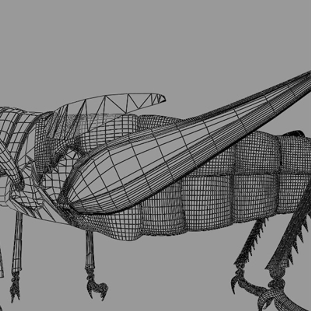3d model of grass hopper https://p.turbosquid.com/ts-thumb/rH/adu7v8/MQrWrWQ1/hopper7_2/jpg/1423670173/1920x1080/fit_q87/b472ce592c108f50c9dcb447086e6be4b819057d/hopper7_2.jpg