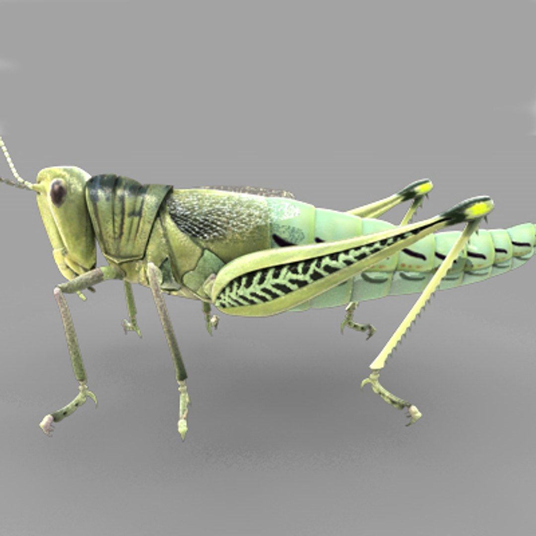 3d model of grass hopper https://p.turbosquid.com/ts-thumb/rH/adu7v8/NCFOCUEj/hopper8_1/jpg/1423670173/1920x1080/fit_q87/41ca70ce3e447b01c8def0ad6e06c1b0874f6128/hopper8_1.jpg