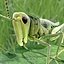 Grass Hopper