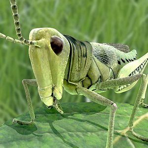 Grass Hopper