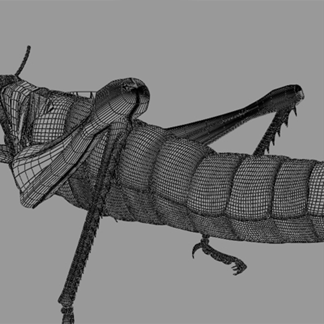 3d model of grass hopper https://p.turbosquid.com/ts-thumb/rH/adu7v8/W6XaiUtQ/hopper3_3/jpg/1423670172/1920x1080/fit_q87/1dfa6f3f2e3b26c84f3f19afb807da5fd803a1a3/hopper3_3.jpg