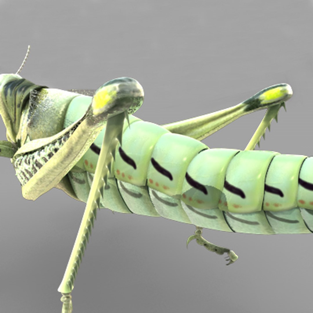 3d model of grass hopper https://p.turbosquid.com/ts-thumb/rH/adu7v8/oZFLsRzn/hopper3_1/jpg/1423670172/1920x1080/fit_q87/c20fd49e0a95d52c1f2a84af7ef9f651ed8e13b3/hopper3_1.jpg