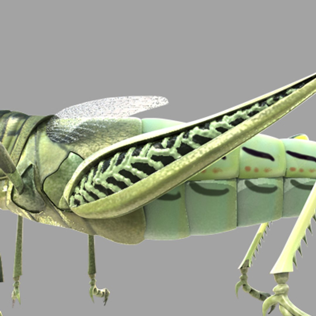 3d model of grass hopper https://p.turbosquid.com/ts-thumb/rH/adu7v8/sdMQai9Y/hopper7_1/jpg/1423670173/1920x1080/fit_q87/352bfe37f1d43dbf334bcb4ec8b54c6d9e95fca2/hopper7_1.jpg