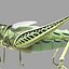 Grass Hopper