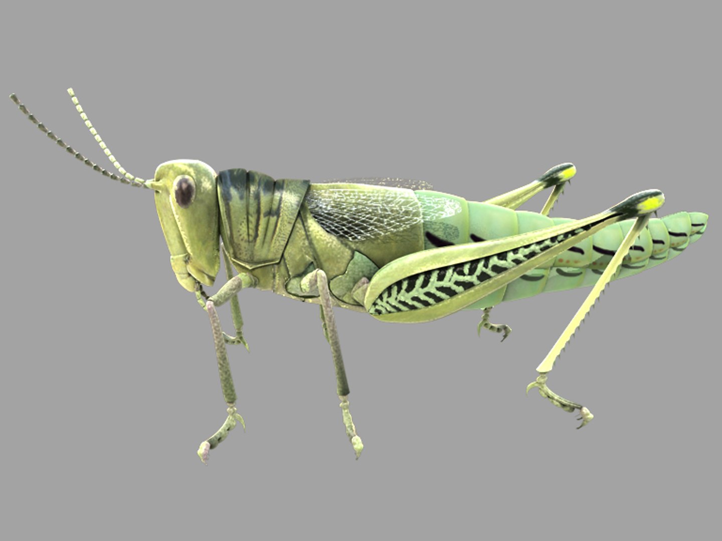 3d model of grass hopper https://p.turbosquid.com/ts-thumb/rH/adu7v8/tTCzmPW5/large_preview/jpg/1423670173/1920x1080/fit_q87/e64b1bd8f2cde65de851f8fef91fc1844ce46518/large_preview.jpg