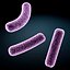 Bacillus bacteria