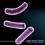 Bacillus bacteria