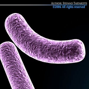 3d model bacillus bacteria bacterial cell