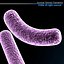 Bacillus bacteria