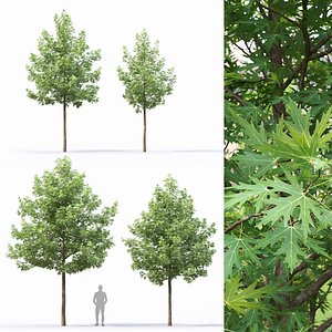 Acer saccharinum 03