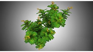 Cassia Angustifolia Plants