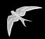 swallow
