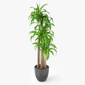 Dracaena Massangeana Potted Plant