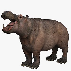 hippopotamus 3d model