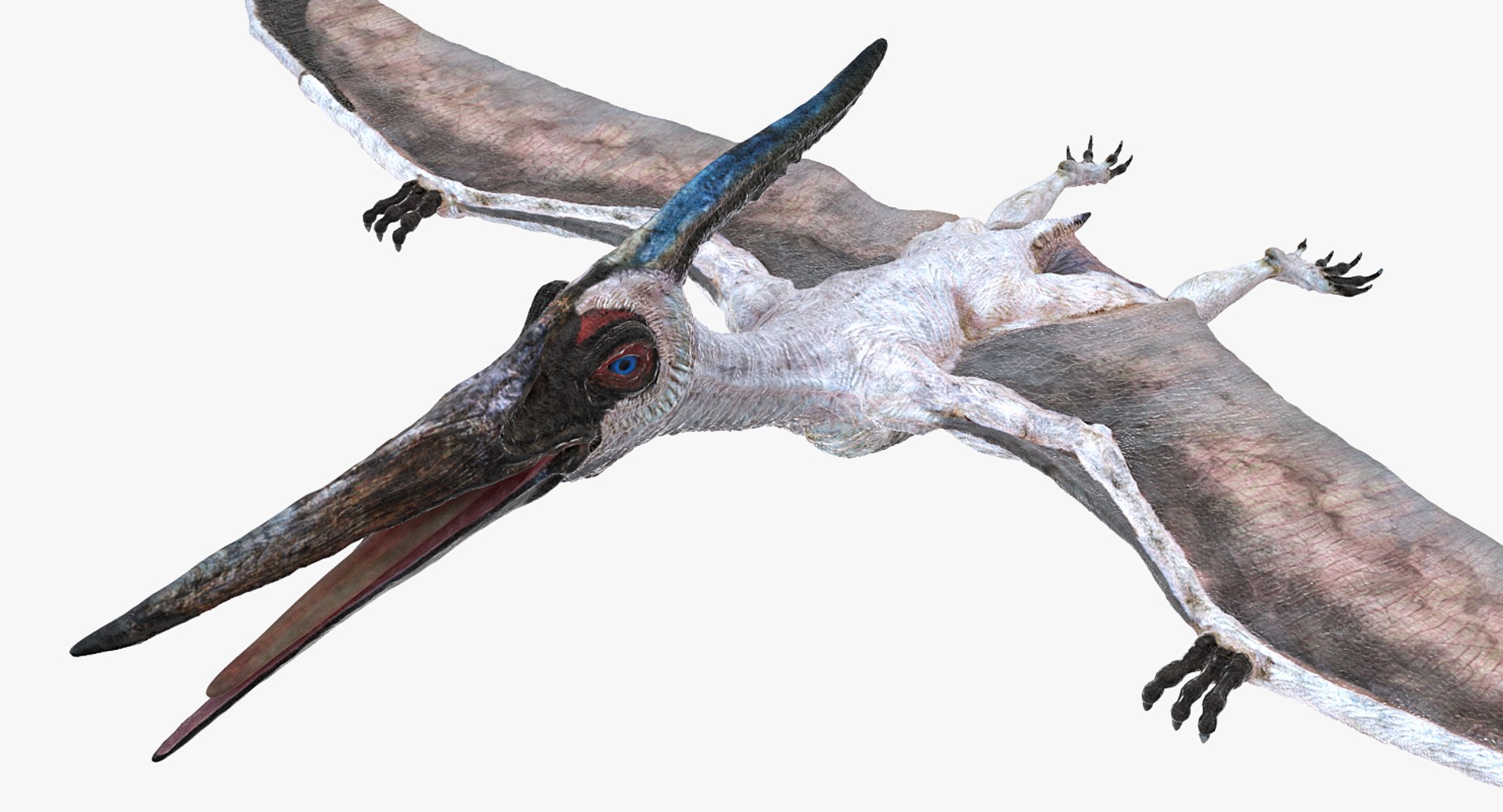 Pteranodon pterosaur white rigged 3D model - TurboSquid 1479526