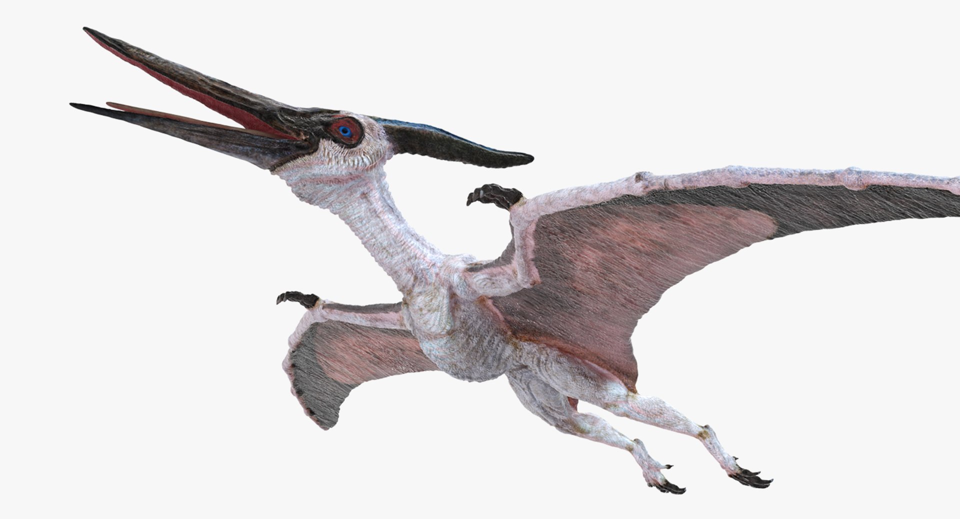 Pterosaur Pteranodon White Rigged for Cinema 4D 3D model preview