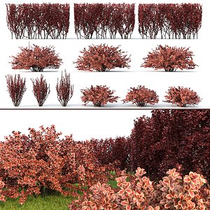 bush 3D