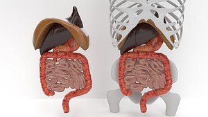 human internal organs model