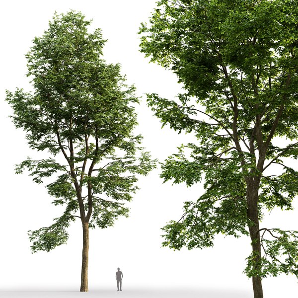 Trees park 1 ash-tree 3D model - TurboSquid 1570977