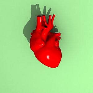 3d model human heart