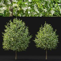 Prunus Padus 4