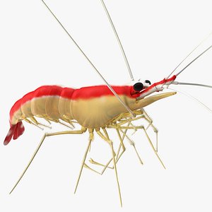 Scarlet Cleaner Shrimp Fur