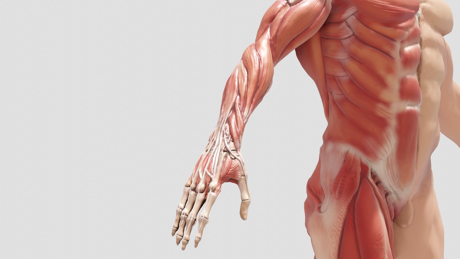 3D Male Ecorche Body Model - TurboSquid 1679017