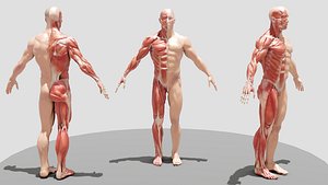 Male Full Body Ecorche